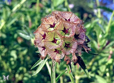 Swallowtail garden seeds - Plant seeds 6 in. apart, ½ in. deep. Thin to 1-1½ ft. apart. Can start plants early indoors in 2 in. pots or cell packs. Transplant into the garden well before seedlings become root bound. Dwarf Sunflowers: Direct sow into prepared seed beds 3 in. apart, thin to 6-9 in. apart. Easy to start indoors in 2 in. pots or cell packs. 